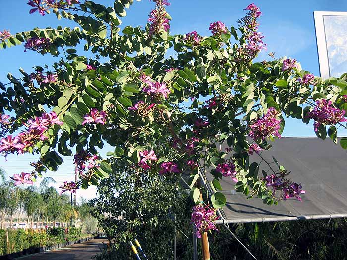 Bauhinia blakeana